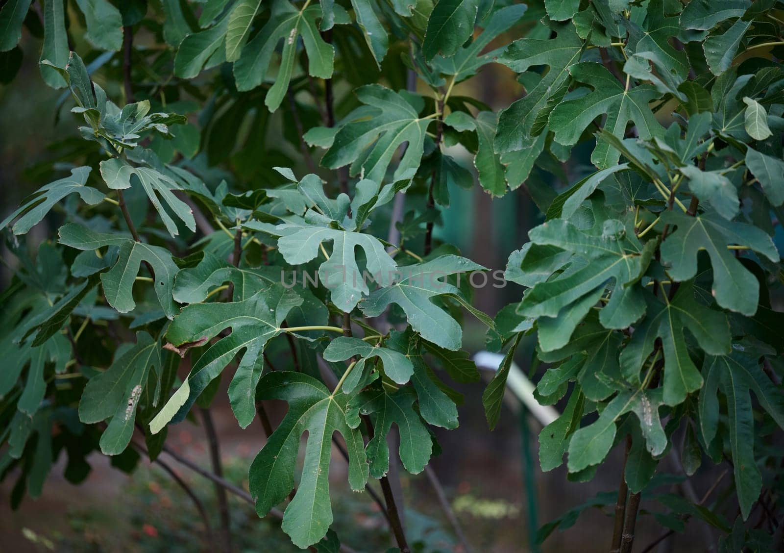 Fig bushes with green leaves in the garden