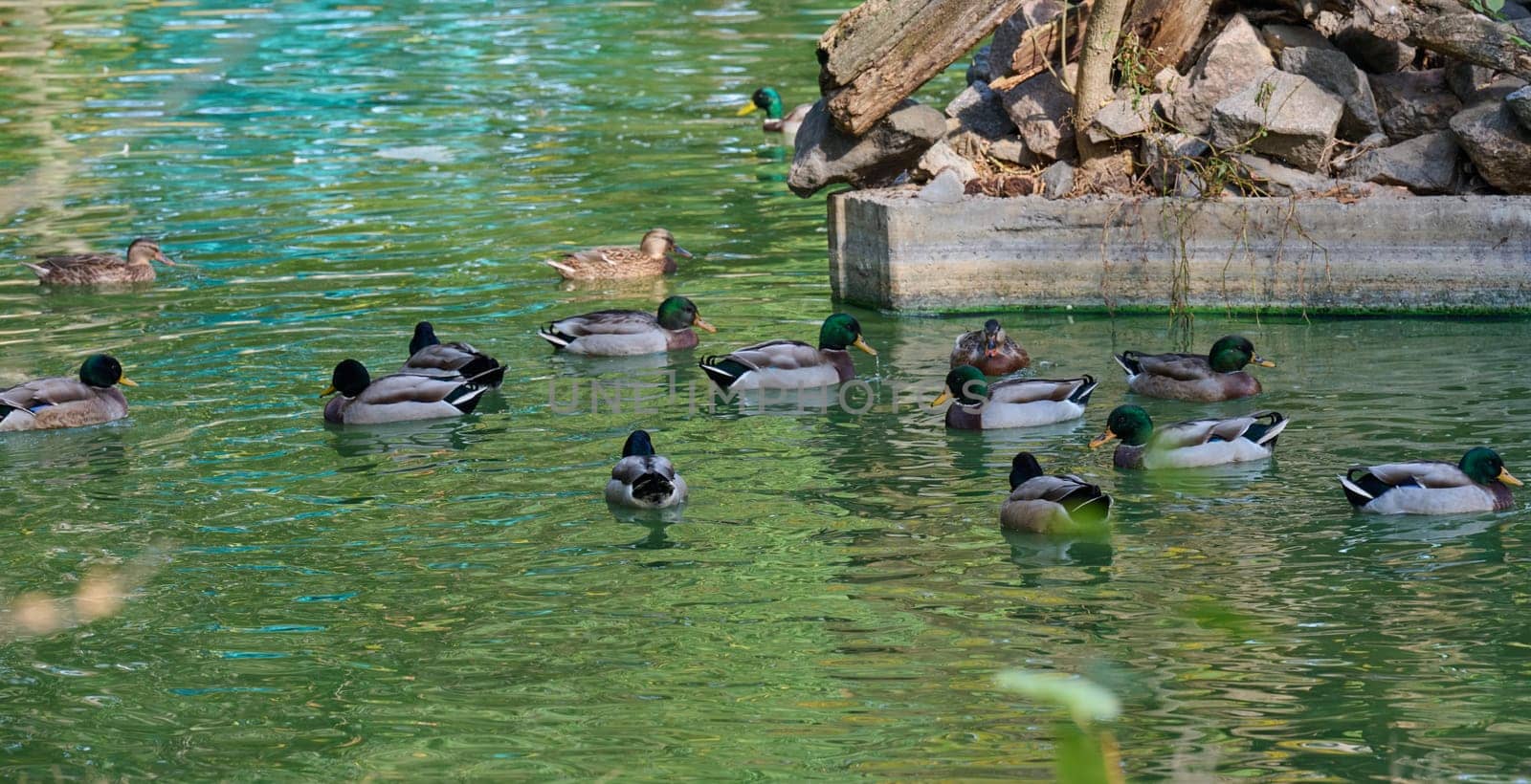 A flock of mallard ducks swims in a pond, spring day