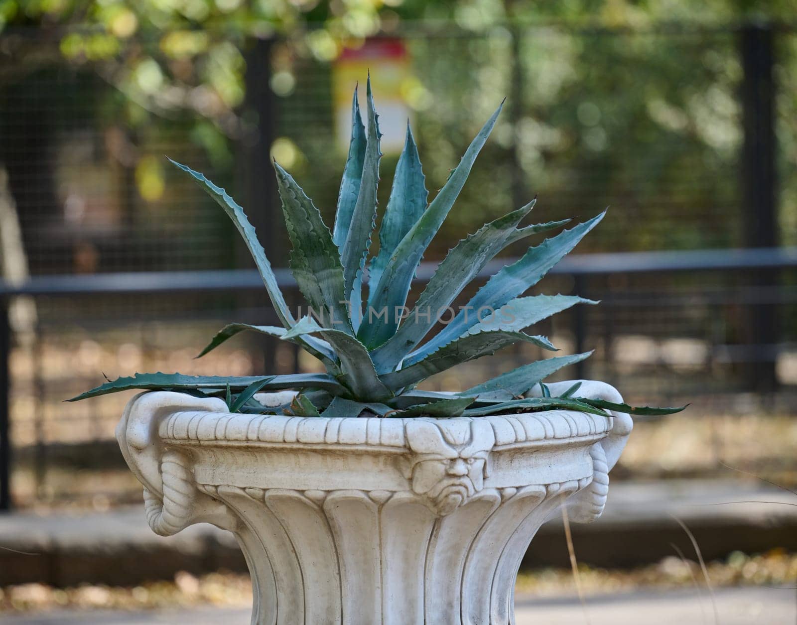 Urban flowerpot with green agave leaves in the park