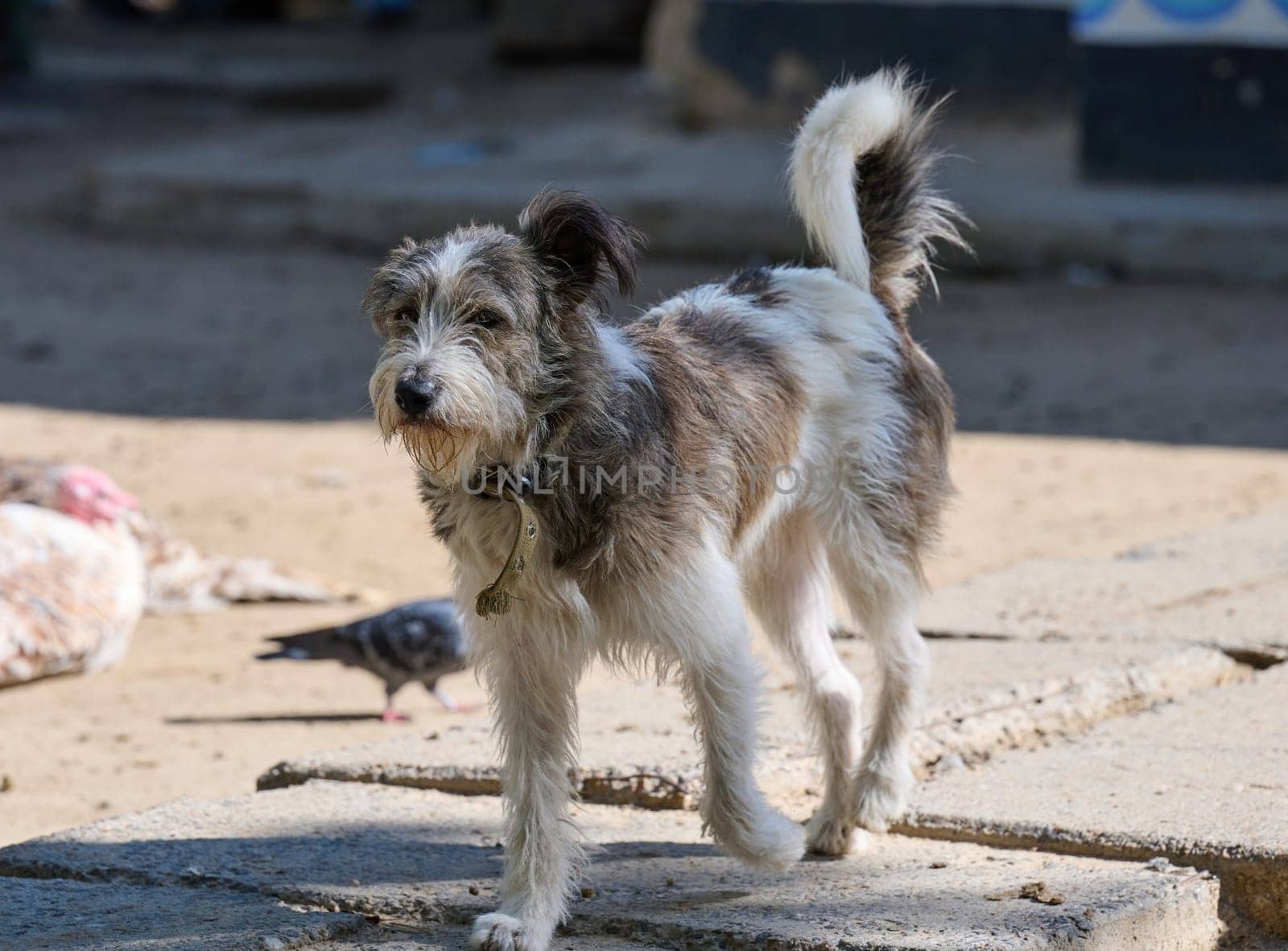A dog walks down the street on a summer day