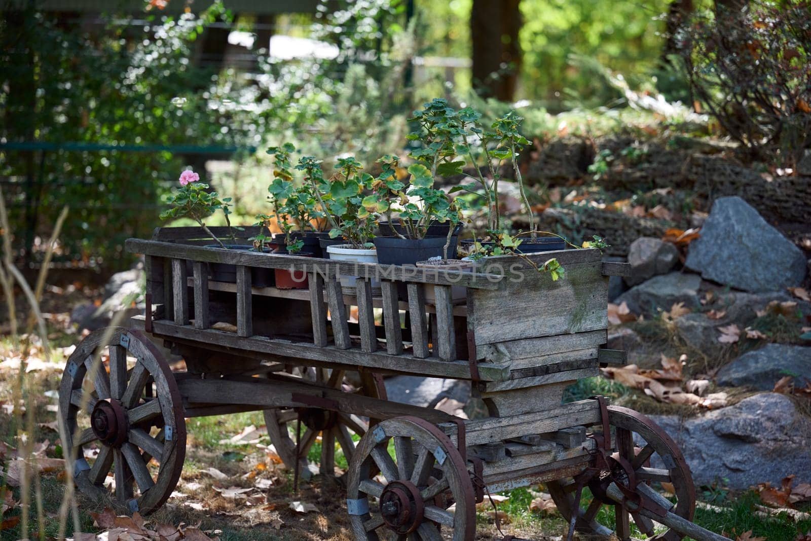 Wooden cart as a decorative element of a garden with flowers on a summer day