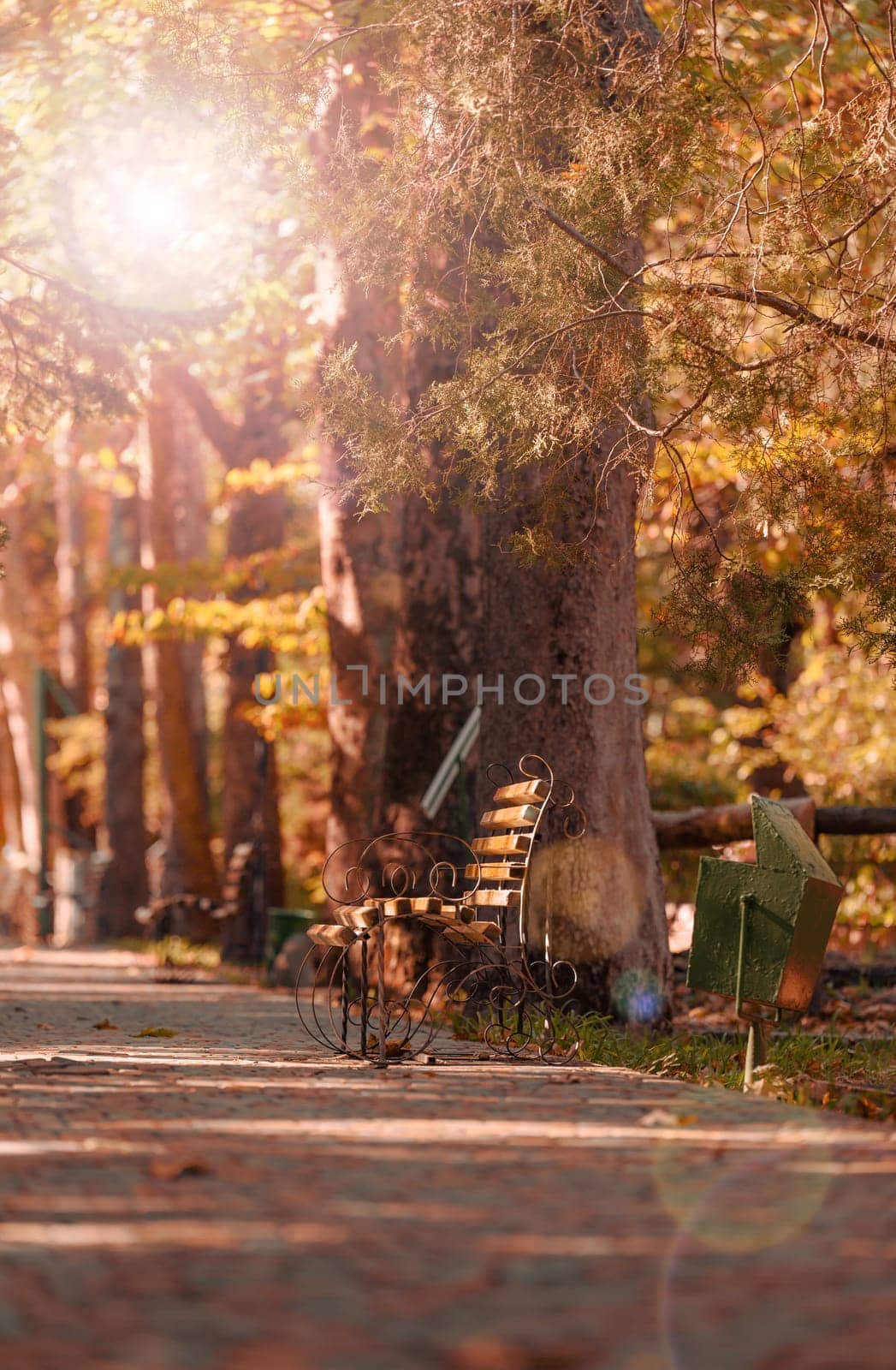 Empty wooden bench in autumn park in the rays of the setting sun