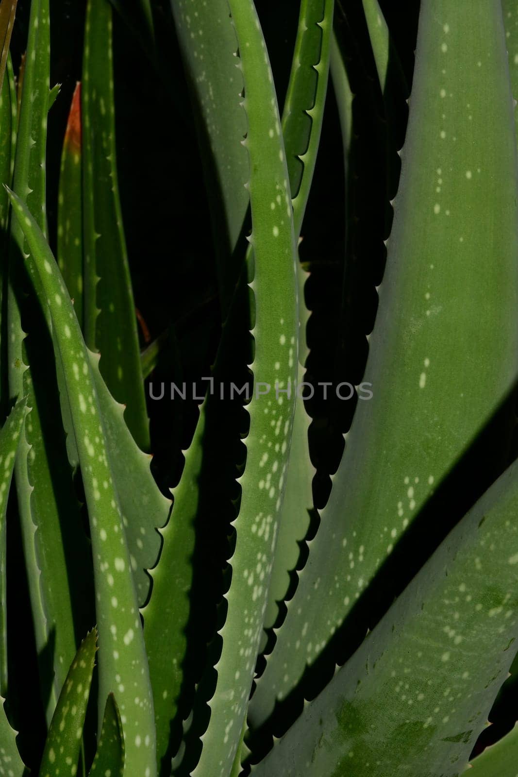 Aloe vera, medicinal plant with fresh leaves