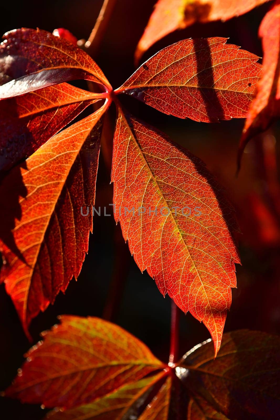 wild wine leaves in autumnal colors