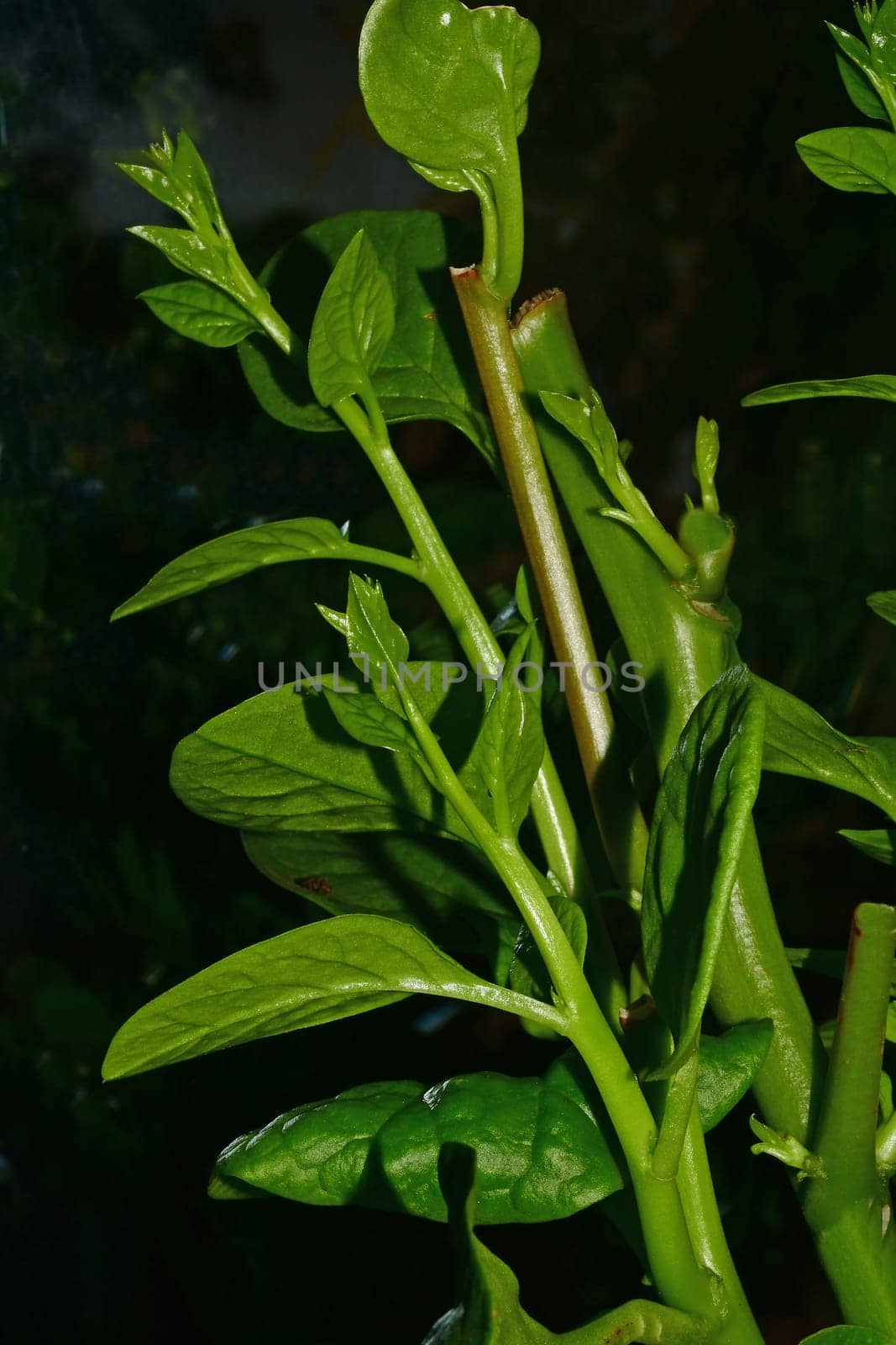 Malabar spinach in a greenhouse in a closeup