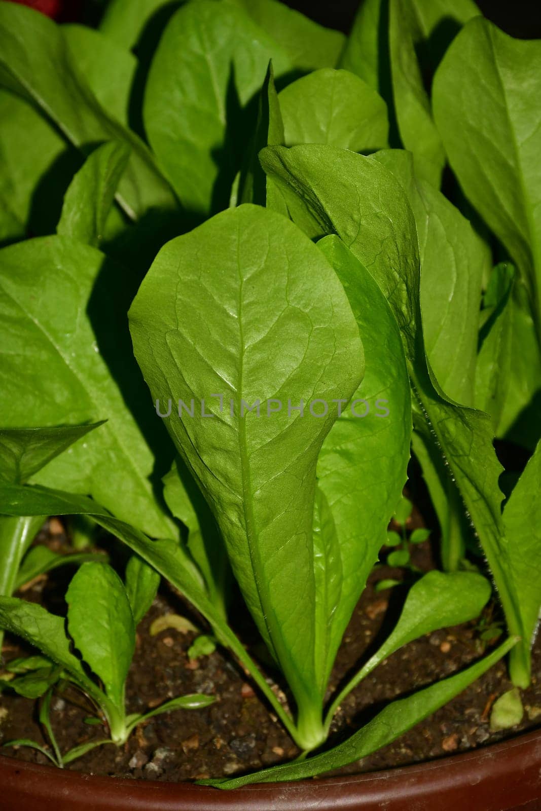sugarleaf  salad, young seedlings in a pot