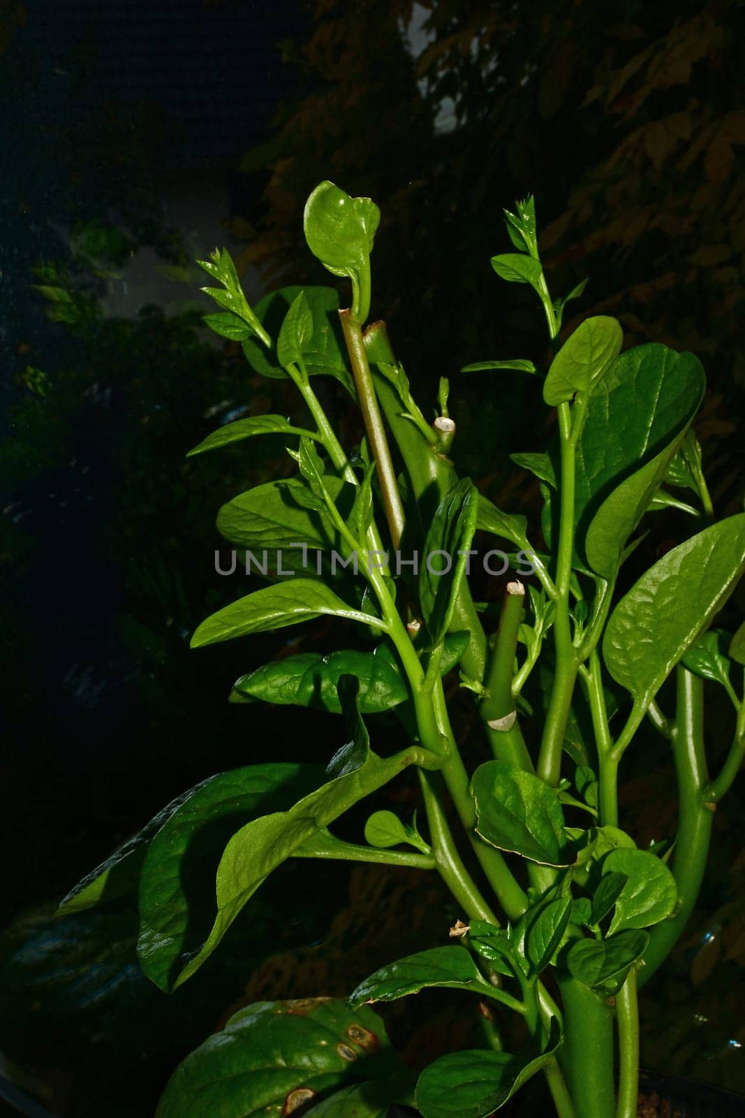 Malabar spinach in a greenhouse in a closeup