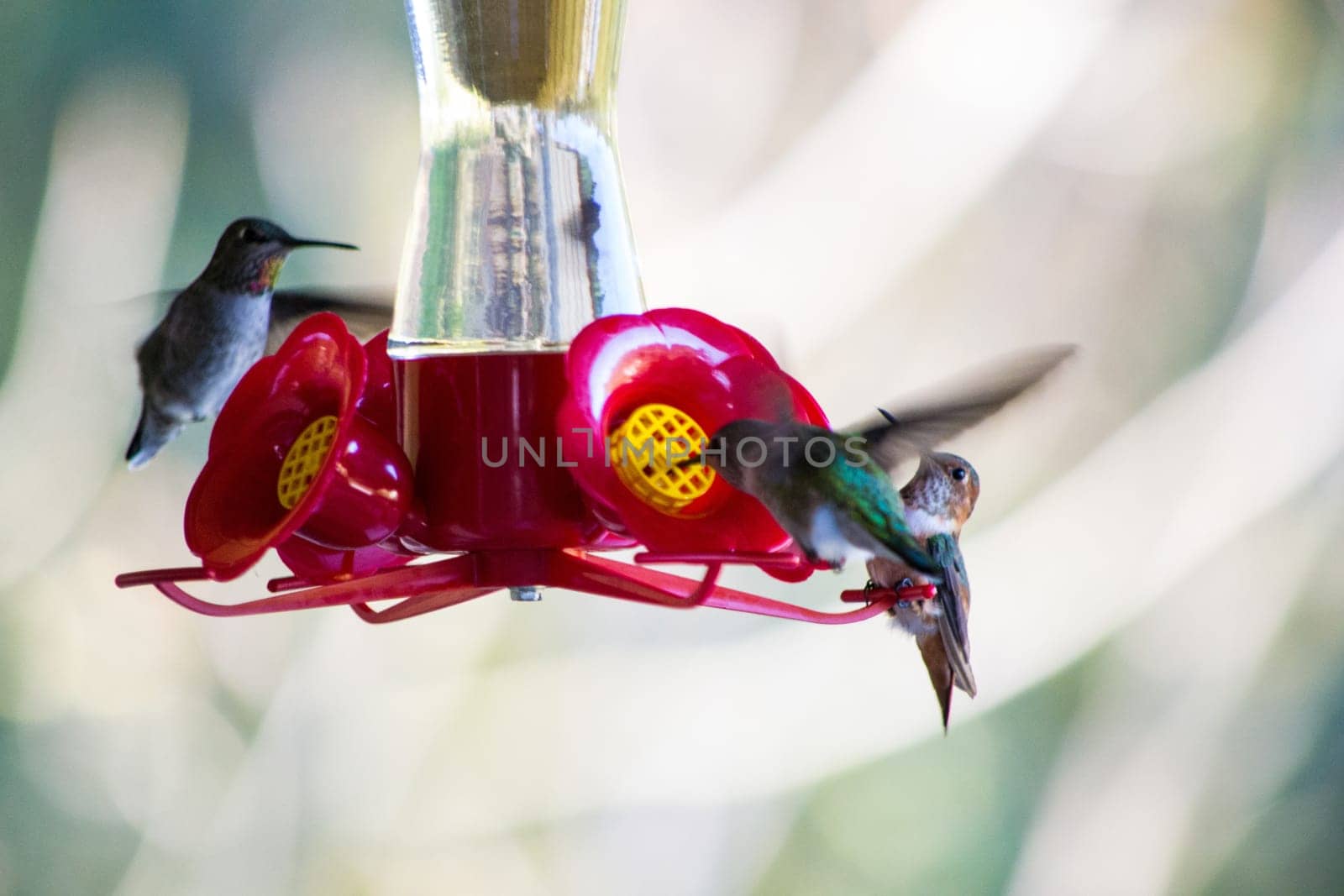 Three hummingbirds feed from a bird feeder, with one bird hovering mid-air. Selective focus