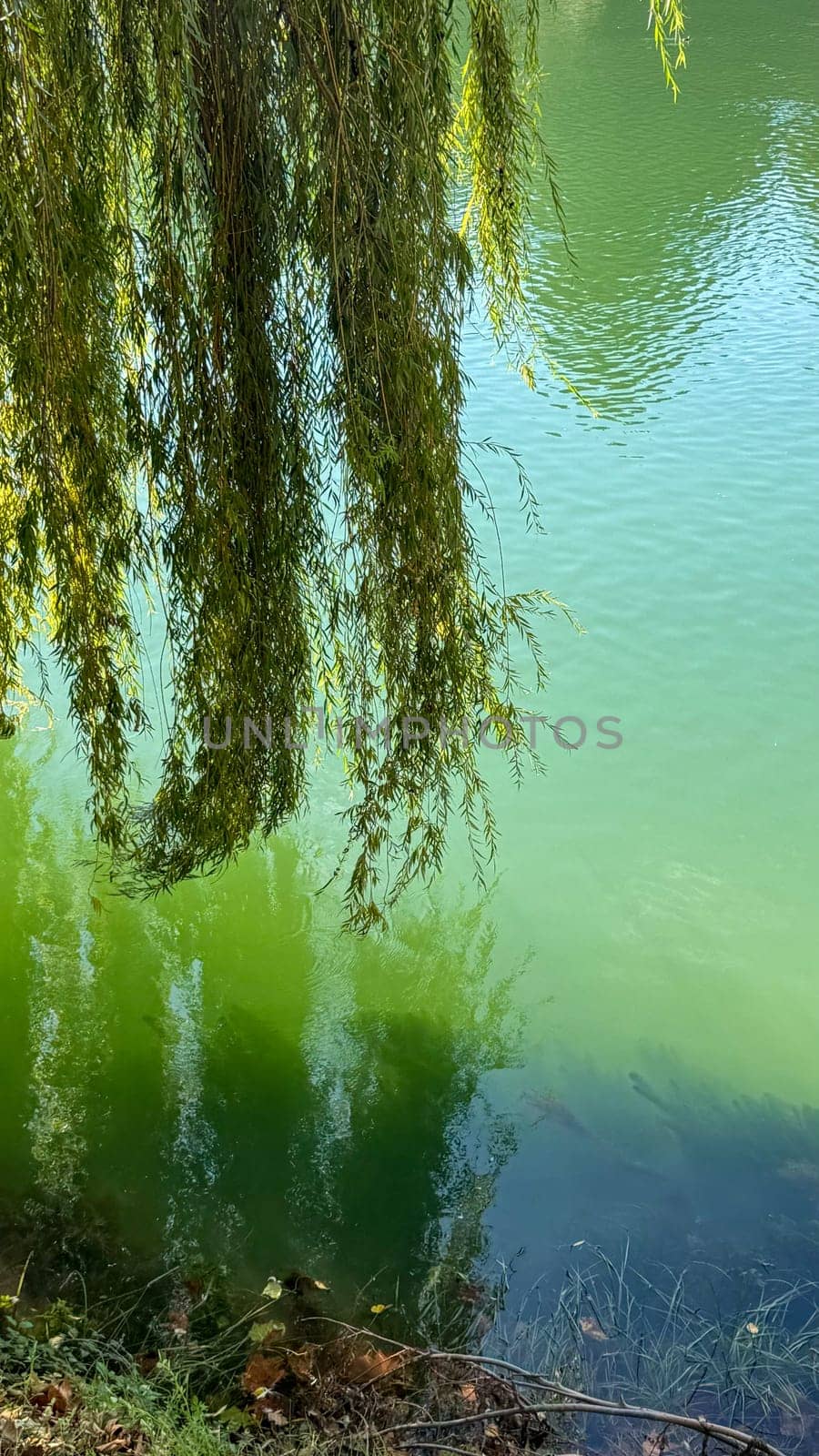 The long branches of the weeping willow lean toward the calm greenish lake, creating a peaceful reflection on the surface of the water.