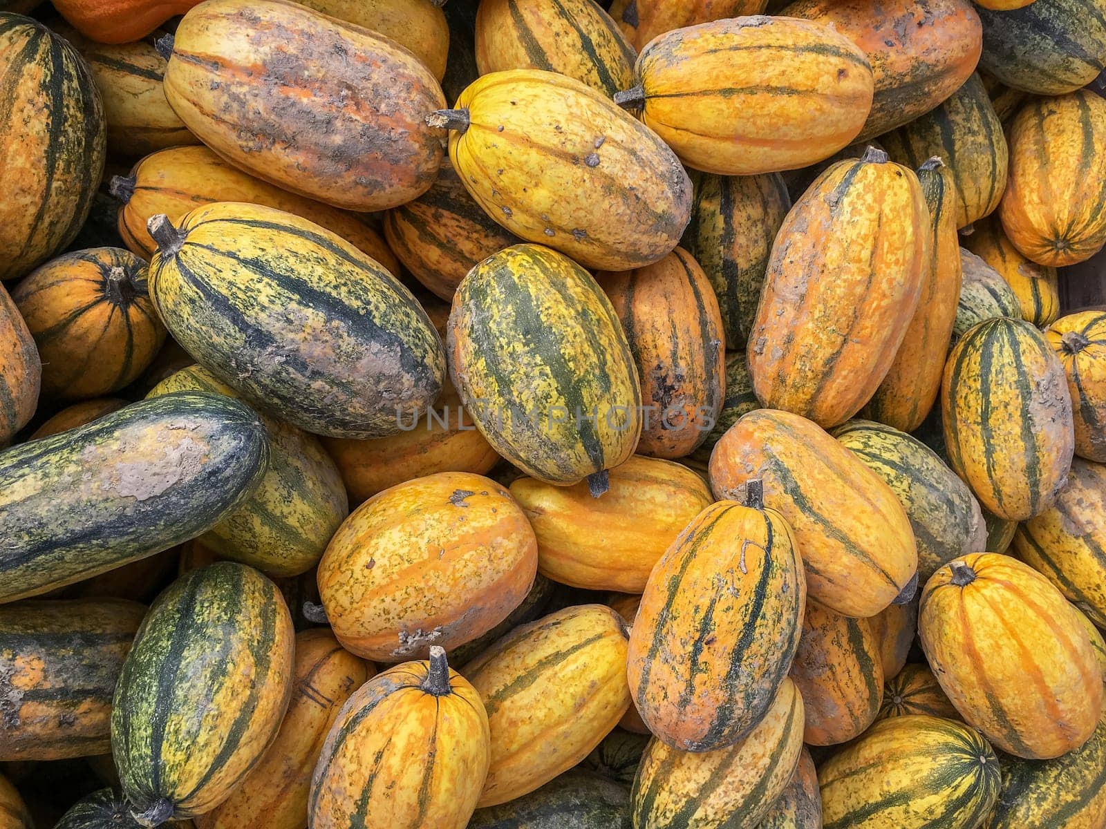 Collection of pumpkins of different colors. Autumn harvest. Halloween event. Nature and well-being.