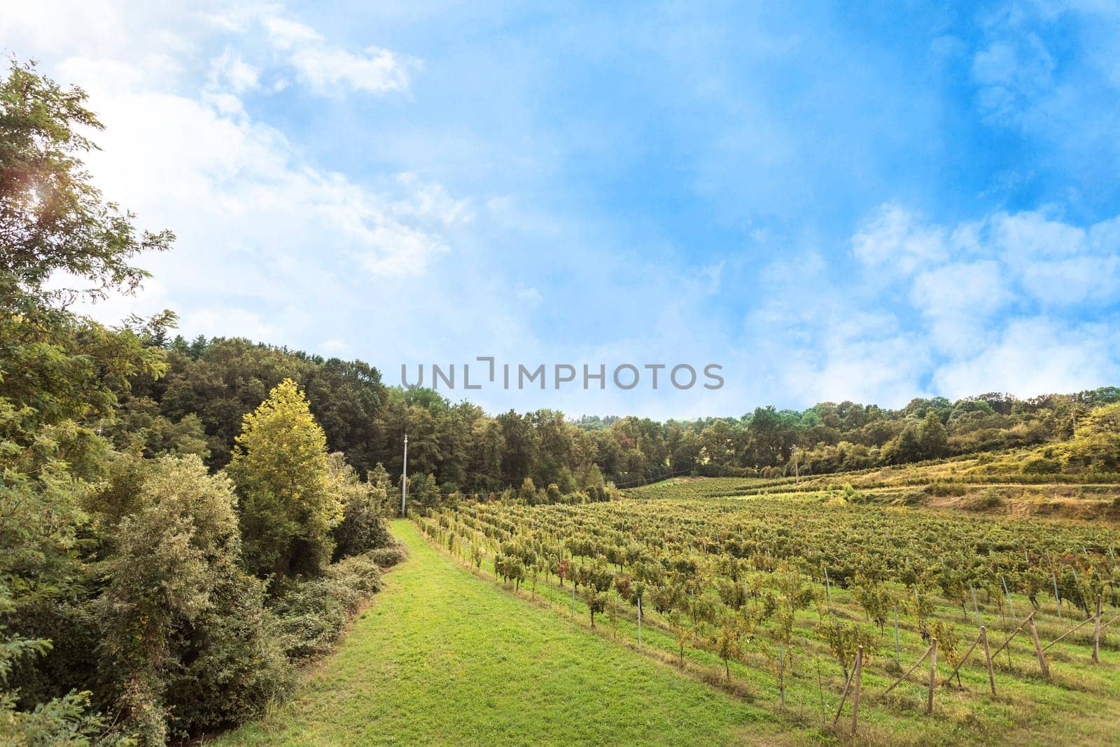 Panorama of the beautiful vineyards landscape in Italy against a blue sky with white clouds