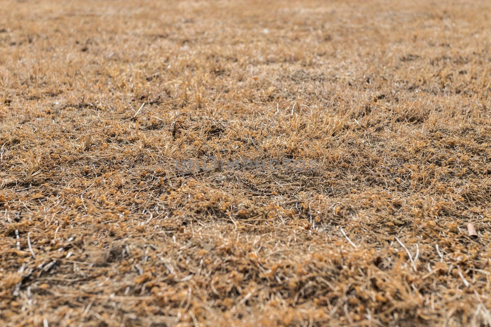 Brown grass full frame background dry and burned by sunlight