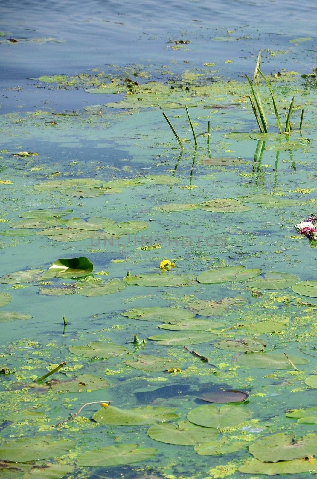 The surface of an old swamp covered with duckweed and lily leaves. Many small green leaves over dark water background