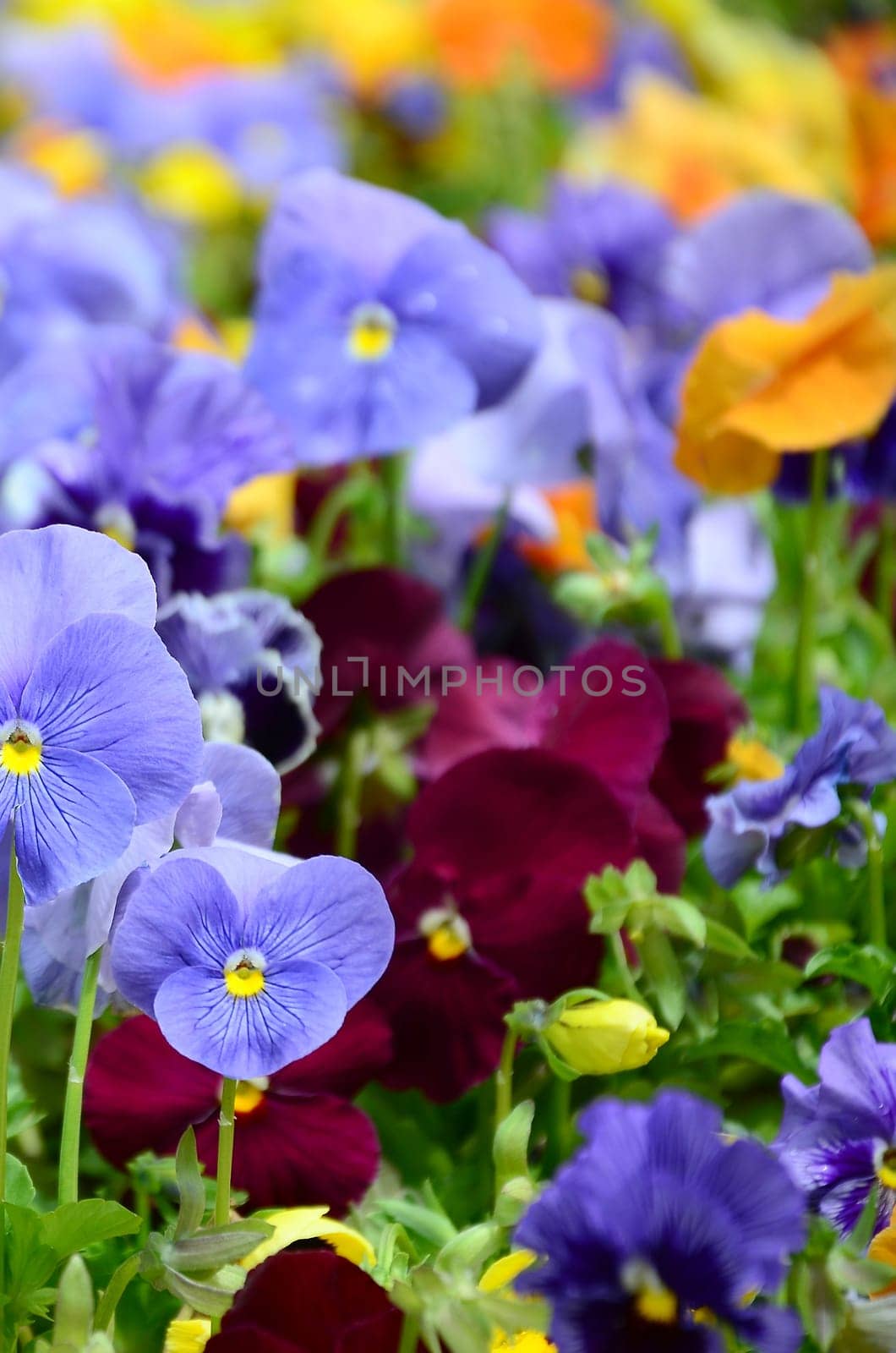 Multicolor pansy flowers or pansies as background or card. Field of colorful pansies with white yellow and violet pansy flowers on flowerbed in perspective.