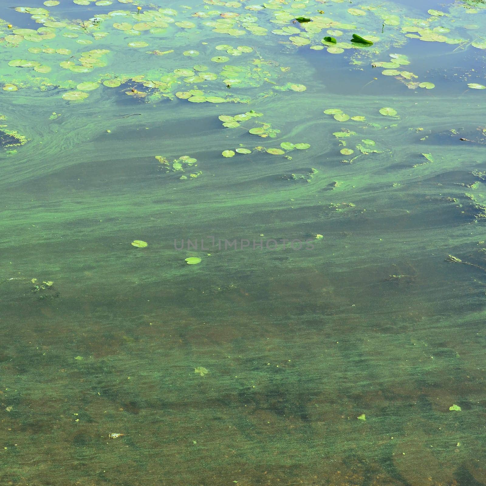 The surface of an old swamp covered with duckweed and lily leaves. Many small green leaves over dark water background