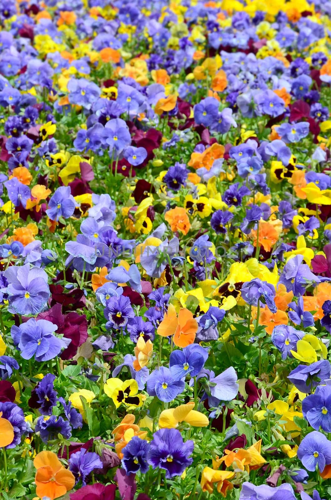 Multicolor pansy flowers or pansies as background or card. Field of colorful pansies with white yellow and violet pansy flowers on flowerbed in perspective.