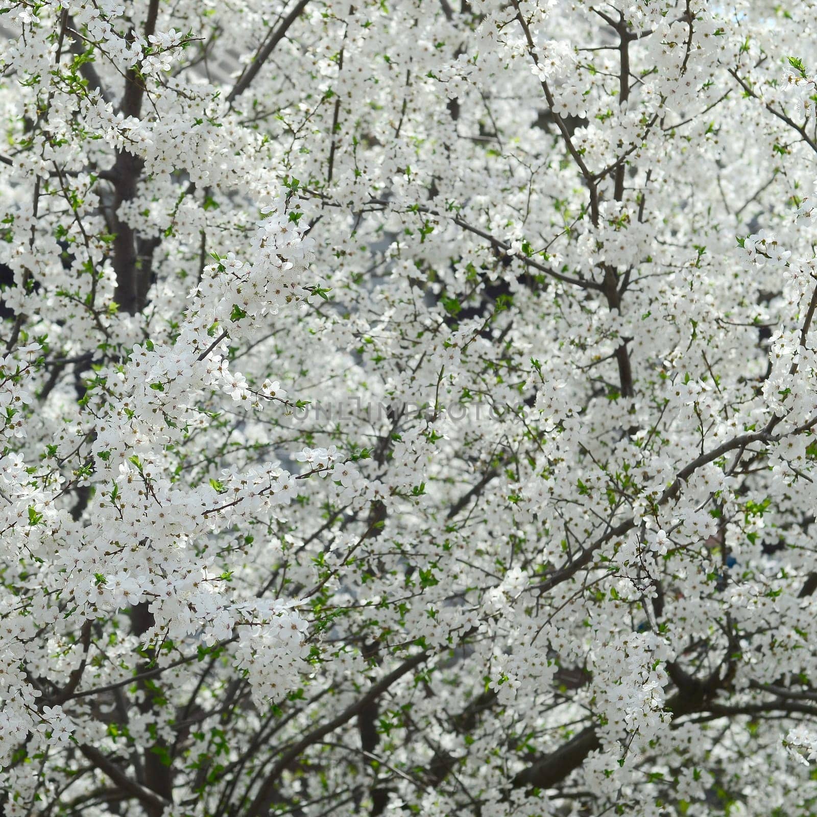 Close up of blossoming green apple tree with white flowers in a garden