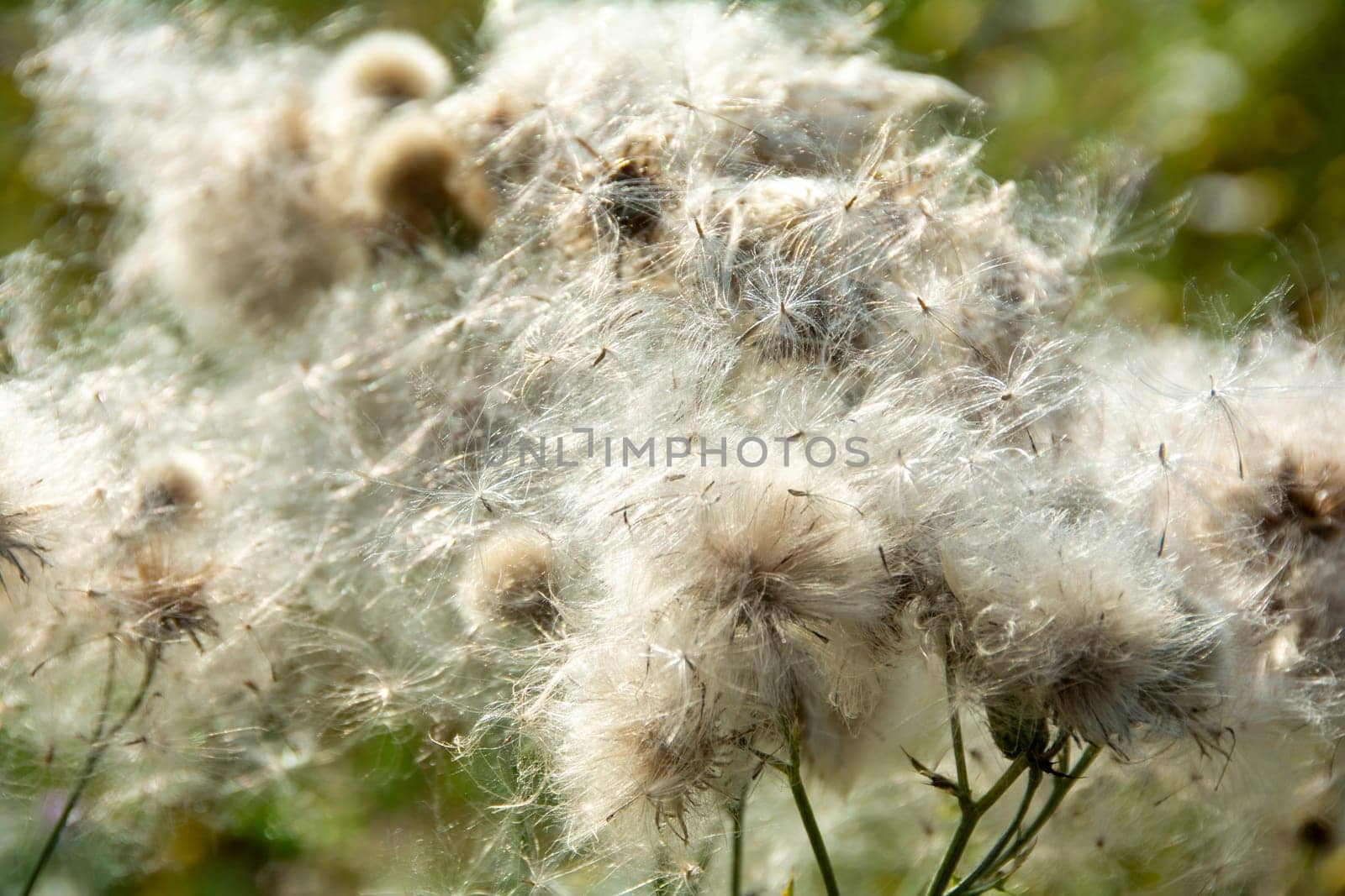Wilted thistles in a field with lots of flying seeds