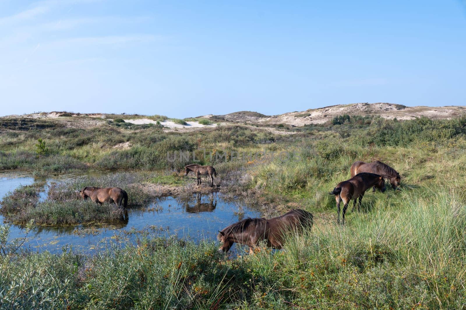 Konik wild horses and Exmoor ponies live in a dune landscape in a nature reserve, for a natural management of the dunes to curb the proliferation of the bushes, near Egmond aan Zee in the Netherlands