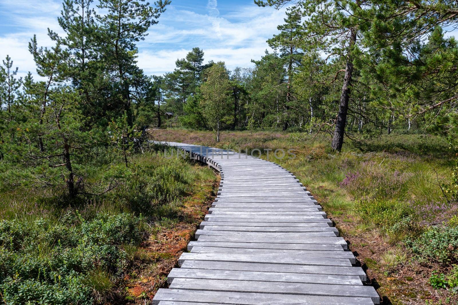 Black moor in the Rhoen, Bavaria, Germany, in summer  with Heather and  a new moor path