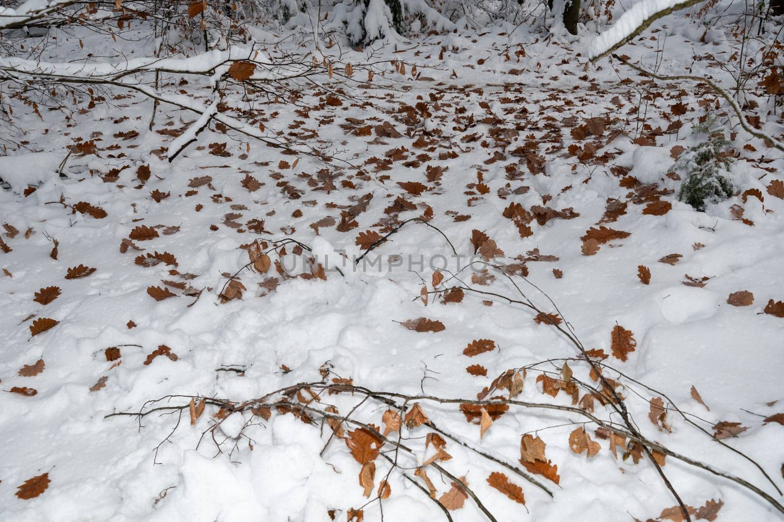 Many brown autumn leaves lie on white snow