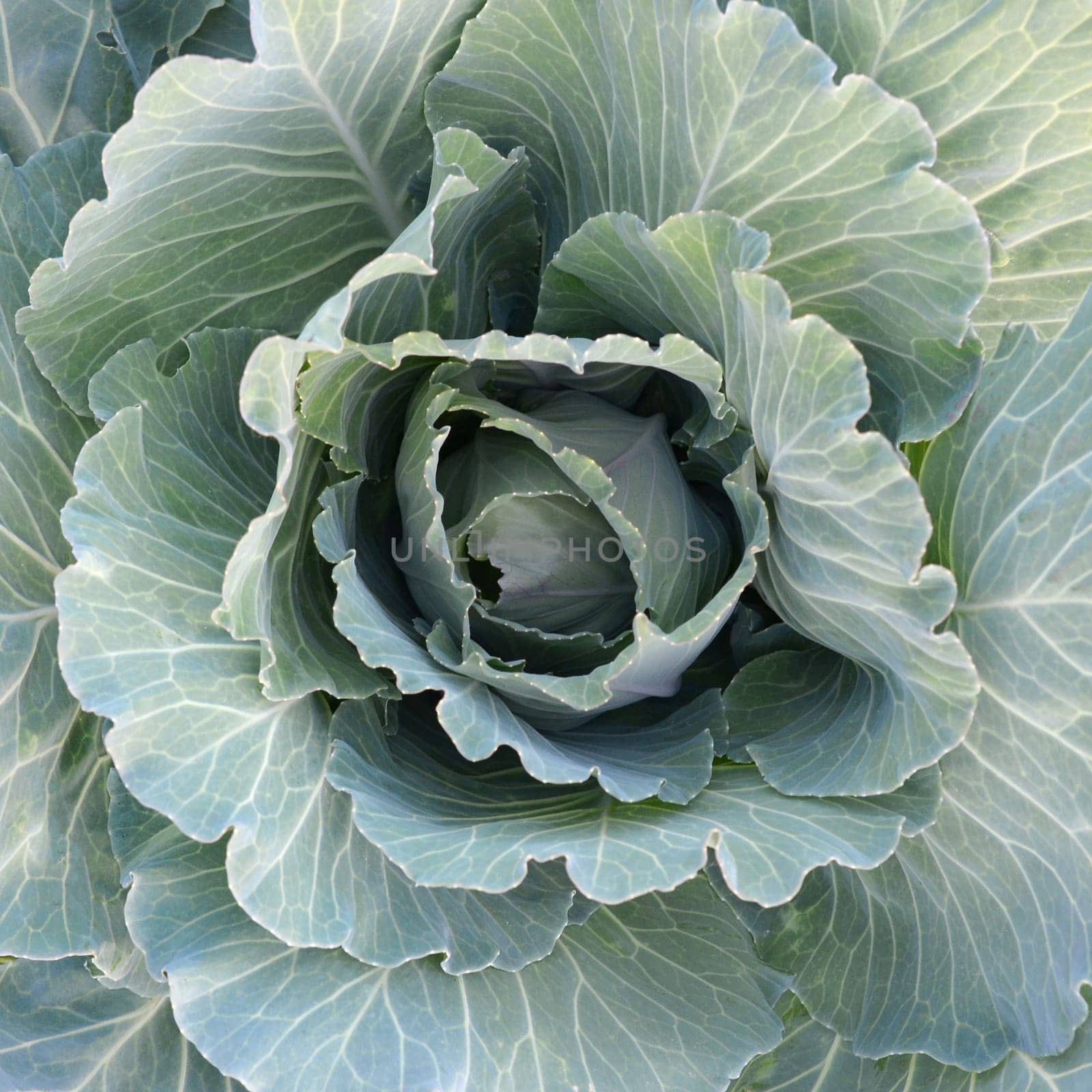 Fresh cabbage from farm field in the garden. View of green plants vegetarian food top view. Green cabbage maturing head growing in vegetable farm