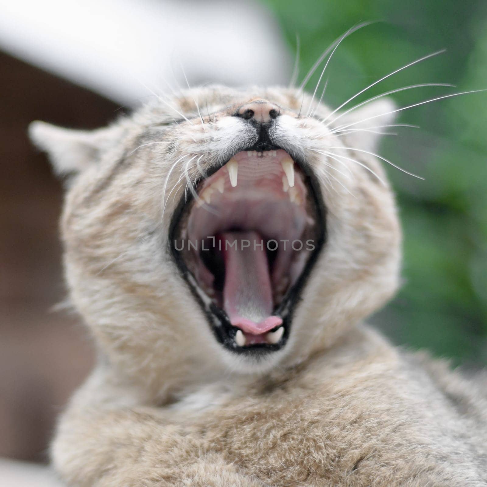 Brown tabby domestic cat yawning with a blurred green yard in the background