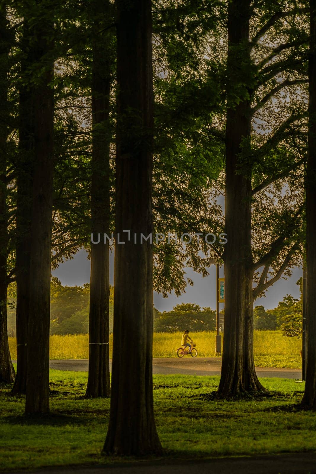 Metasekoya Forest (Mizumoto Park). Shooting Location: Katsushika-ku, Tokyo