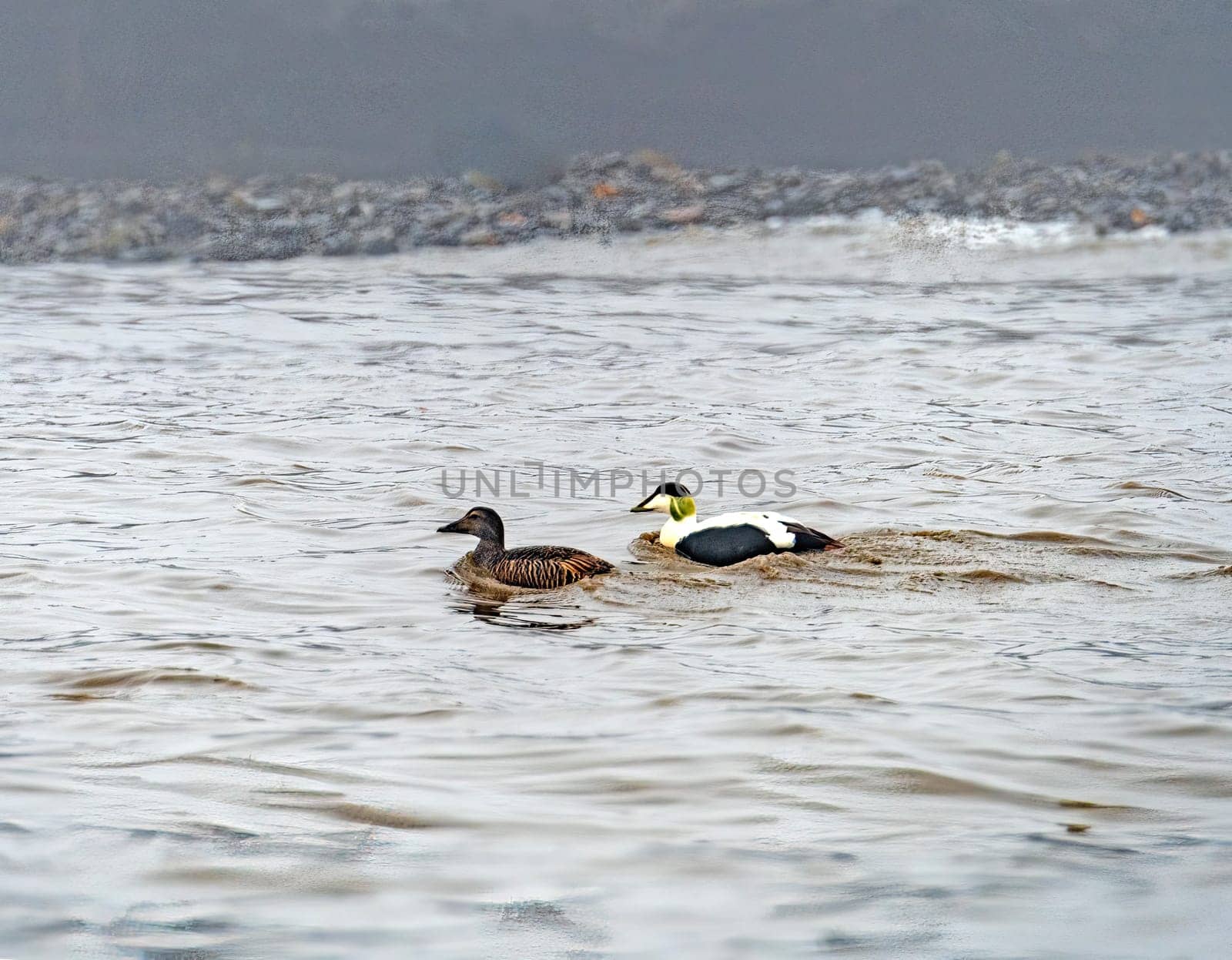 Pair of Common Eider Swimming in Arctic Waters Besselsbreen, Barents Islands in the Svalbard Islands