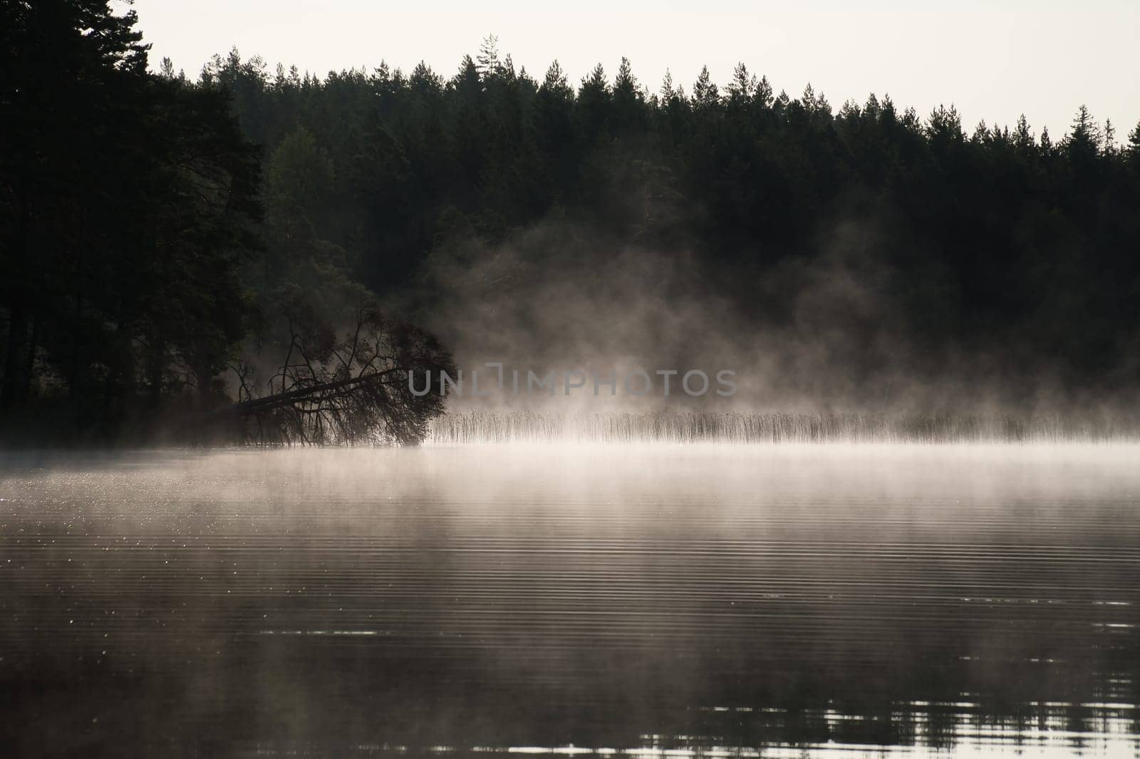 Fog damage over a lake in Sweden in black and white. Dead tree protruding into the water at dawn. Scandinavian nature