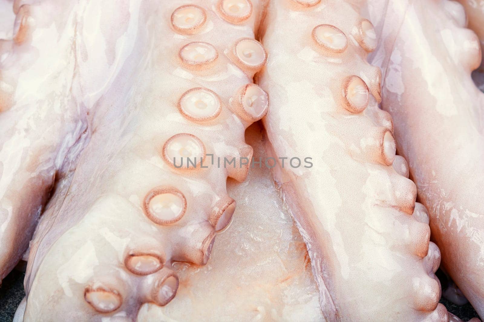 Close up of raw octopus. Raw octopus with ingredients for cooking preparation.