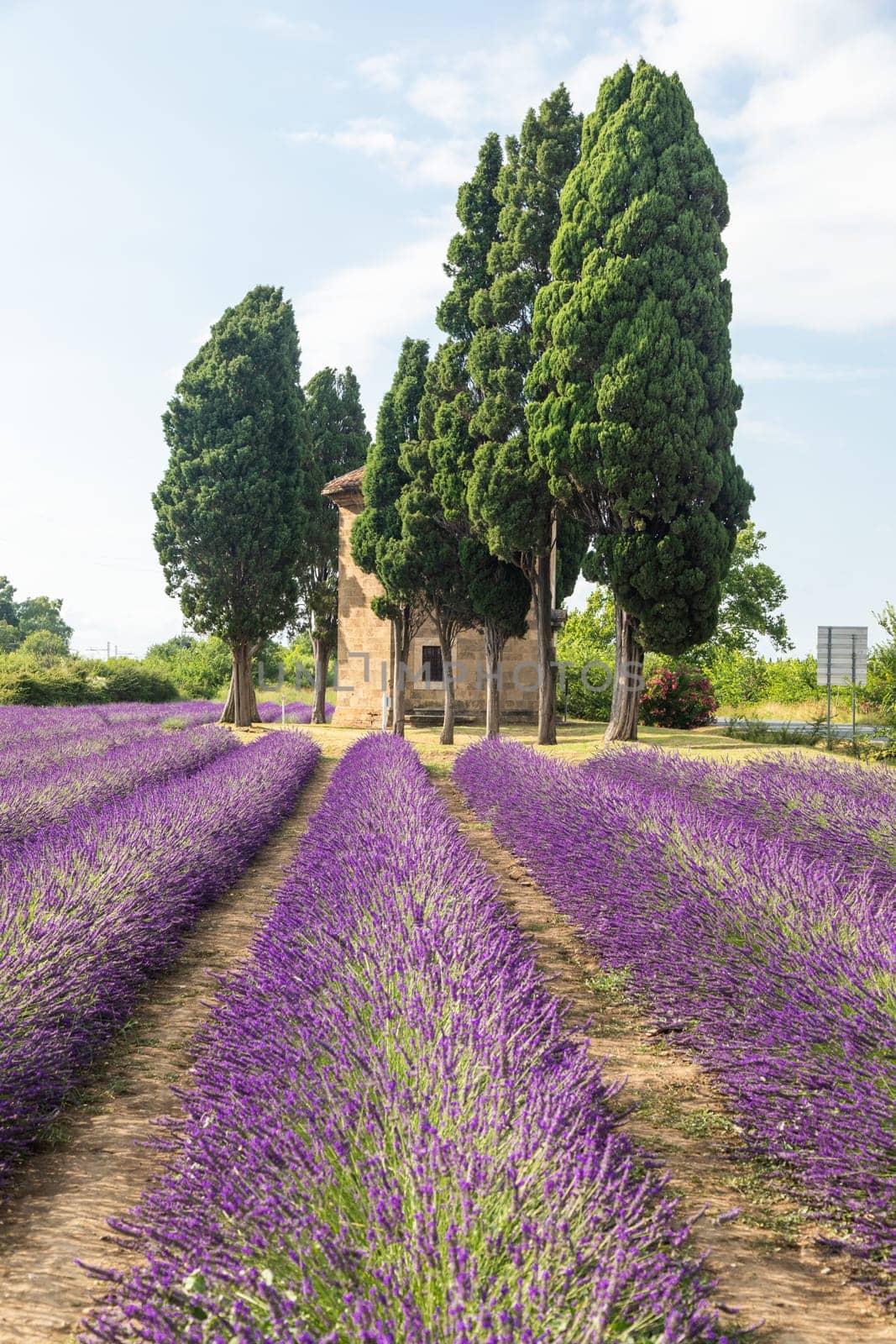 Lavender lines in Italy. Tuscany coutryside scenery landscape at sunset with sky and clouds