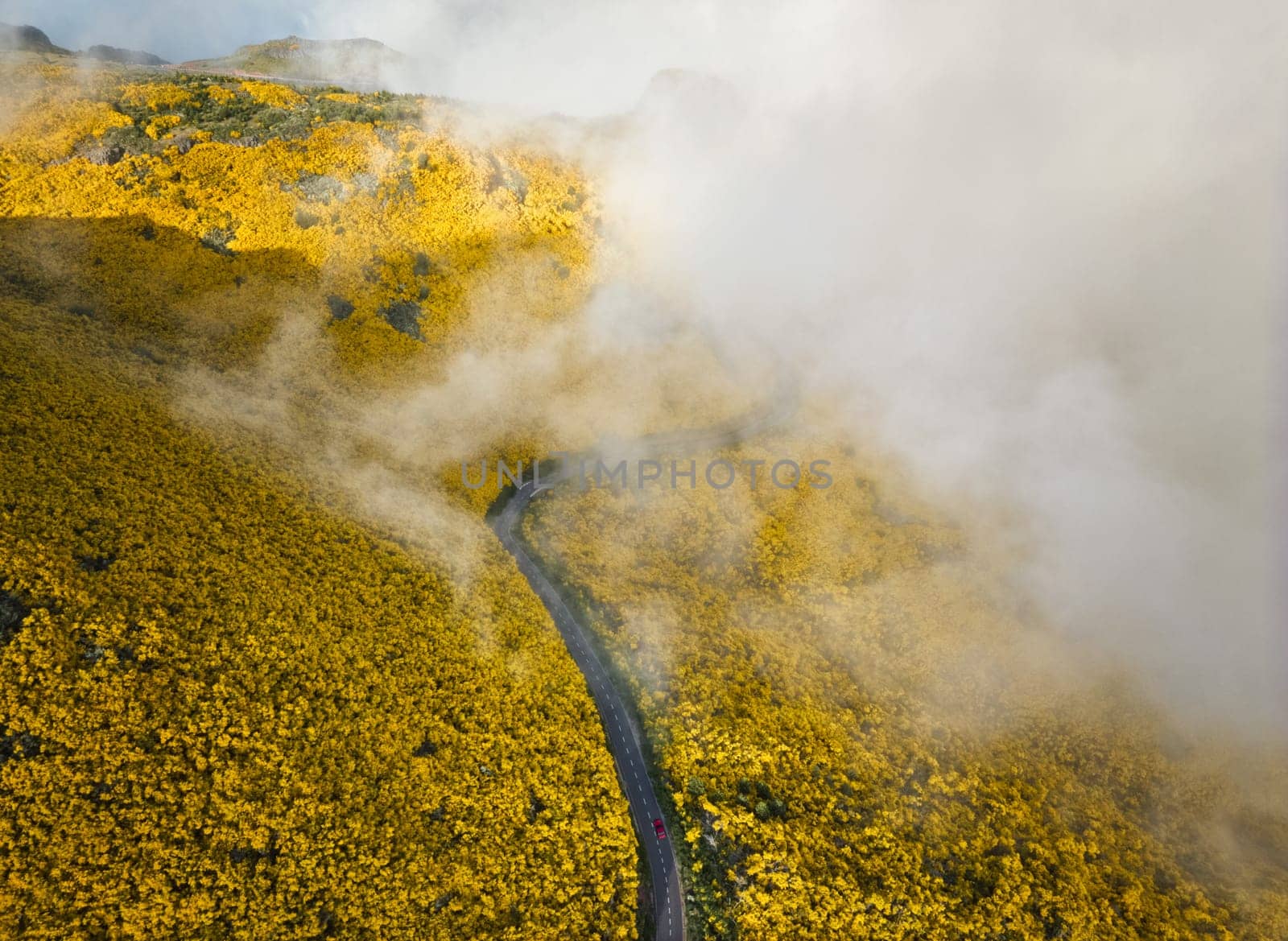 Aerial view of road with red car among yellow Cytisus blooming shrubs near Pico do Arieiro, Portugal