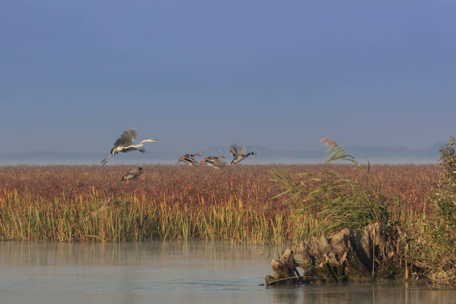 birds in flight in the Danube Delta, Romania, Europe