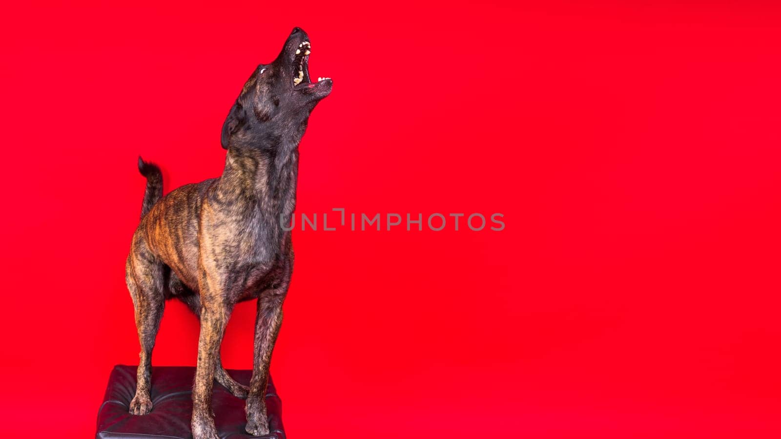 Dutch shepherd dog sitting isolated on dark yellow red background