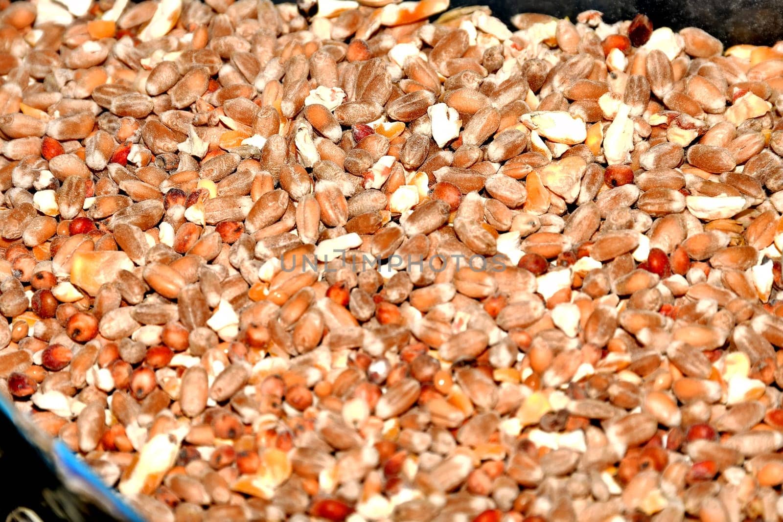 Bird food, grain in a closeup