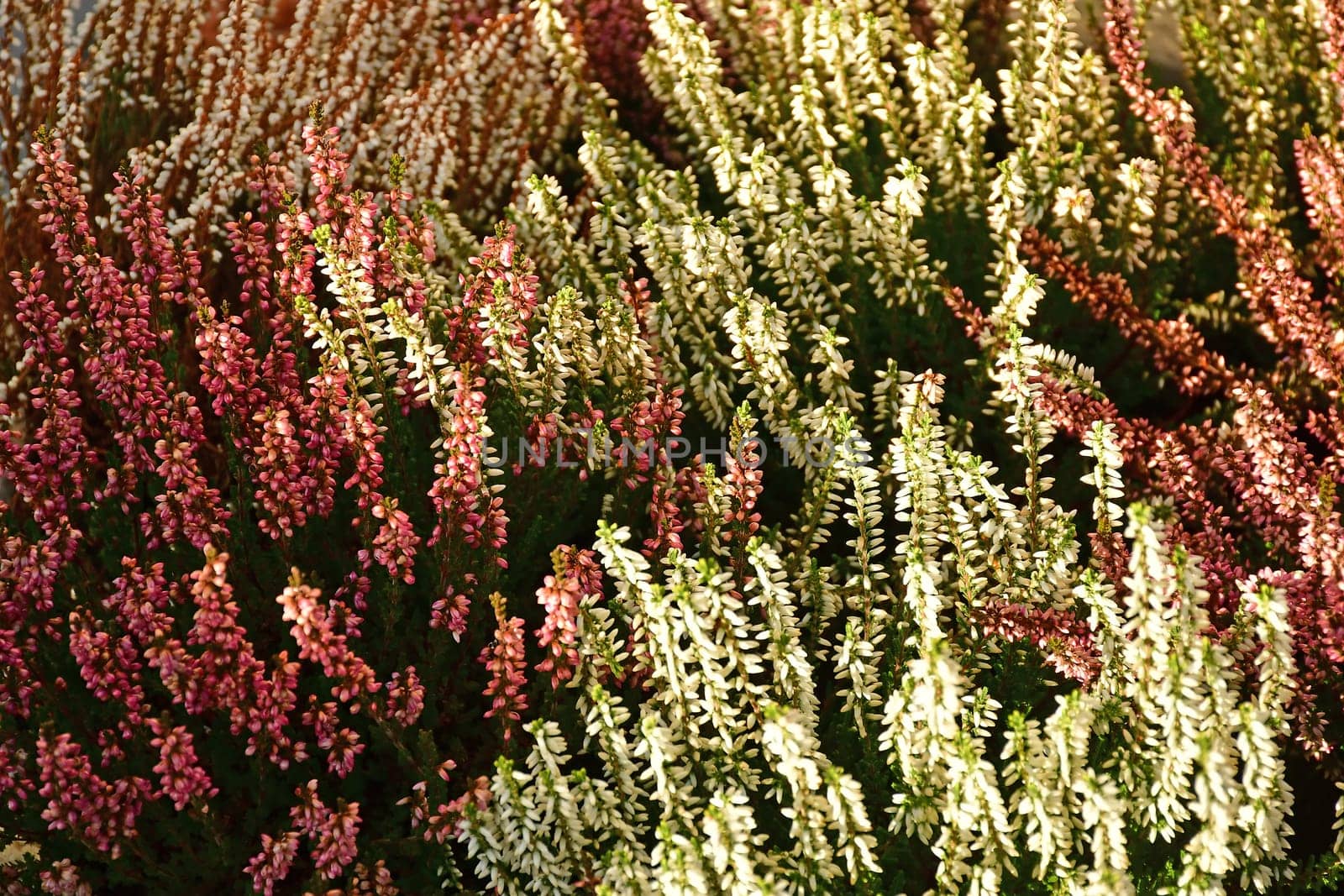 Heather, flowers in red and white