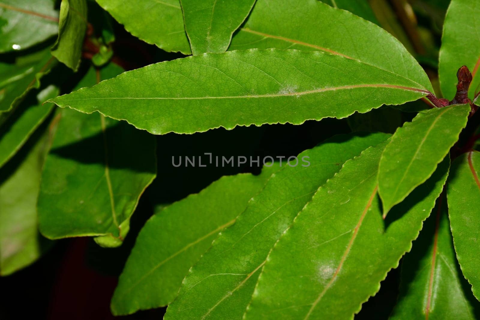 Laurel, fresh green leaf in a closeup with black background