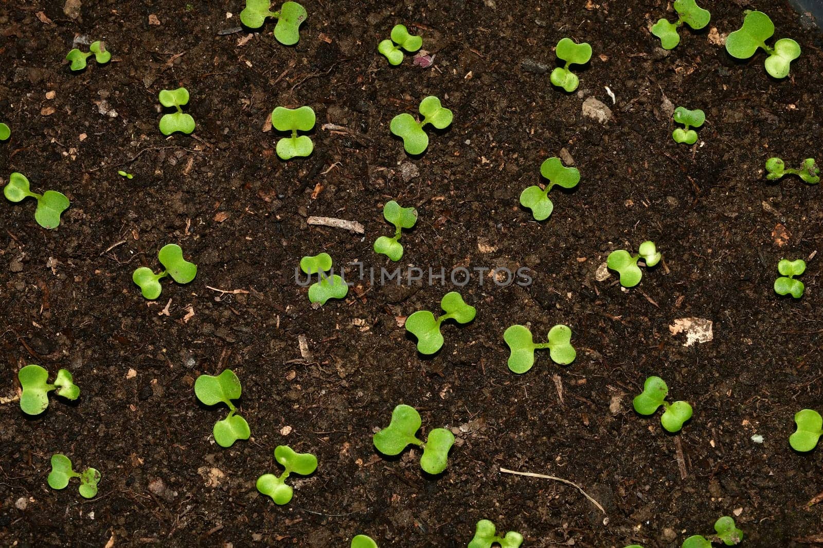 seedlings of Chinese Bok choy