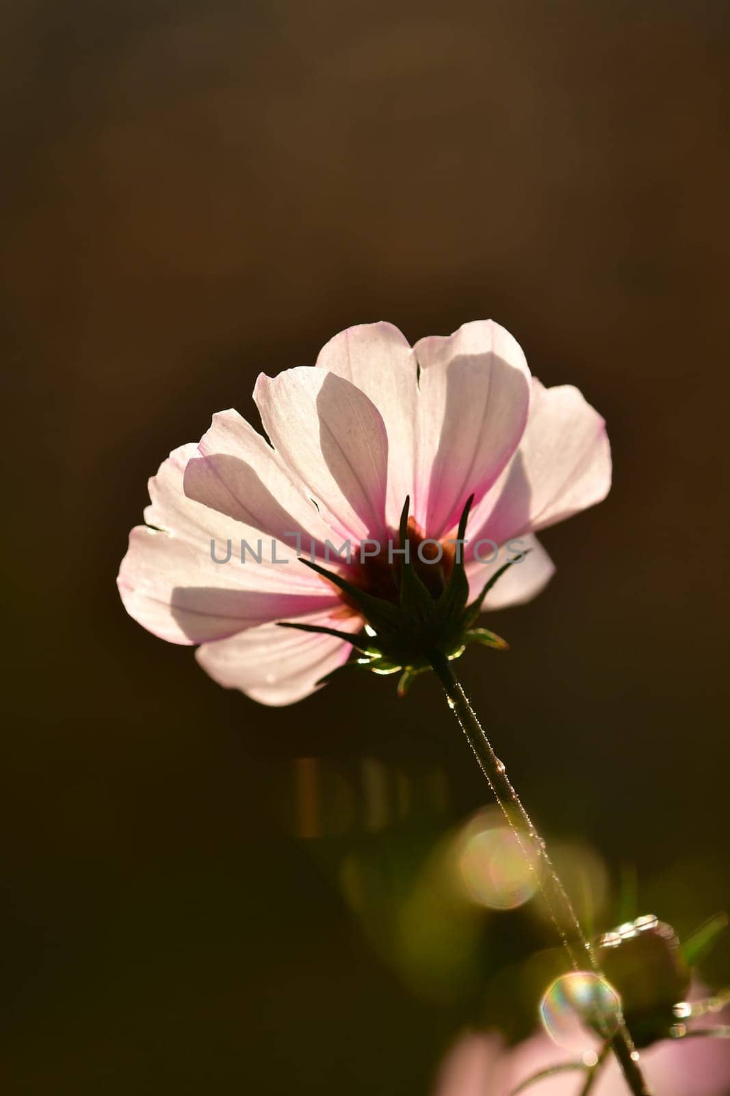 Mexiacan aster flower on a black background in backlit