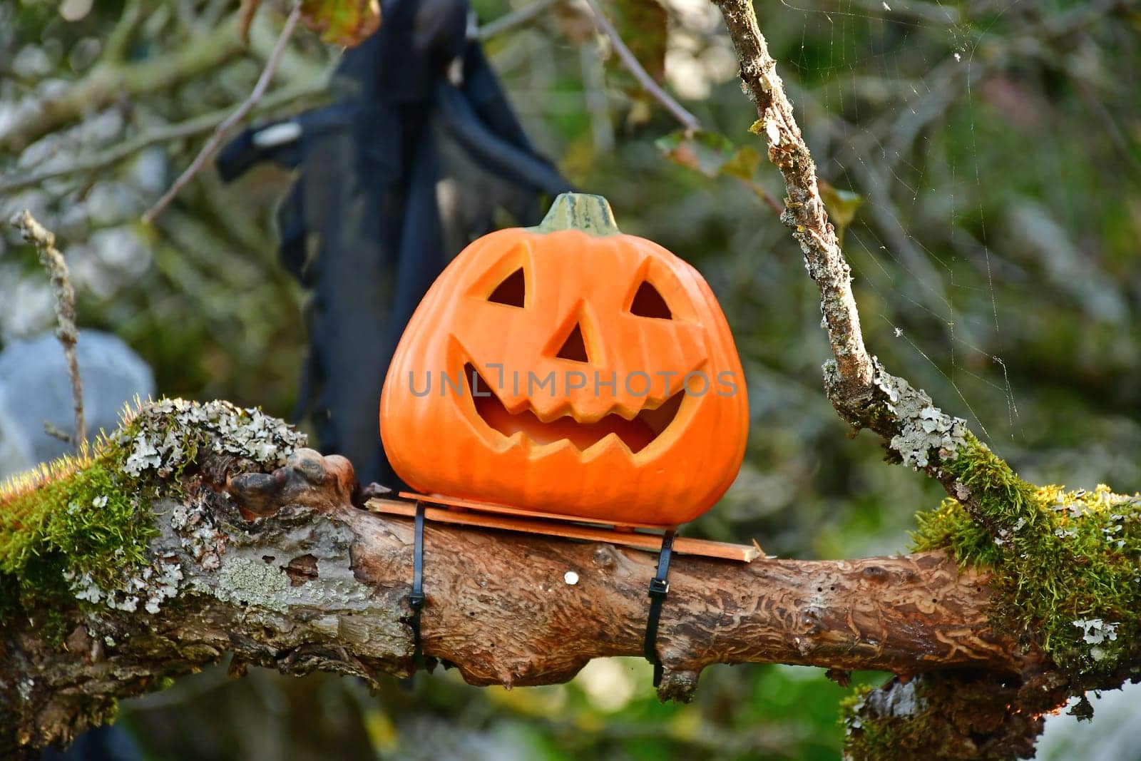 Halloween ghost, cut squash on a branch
