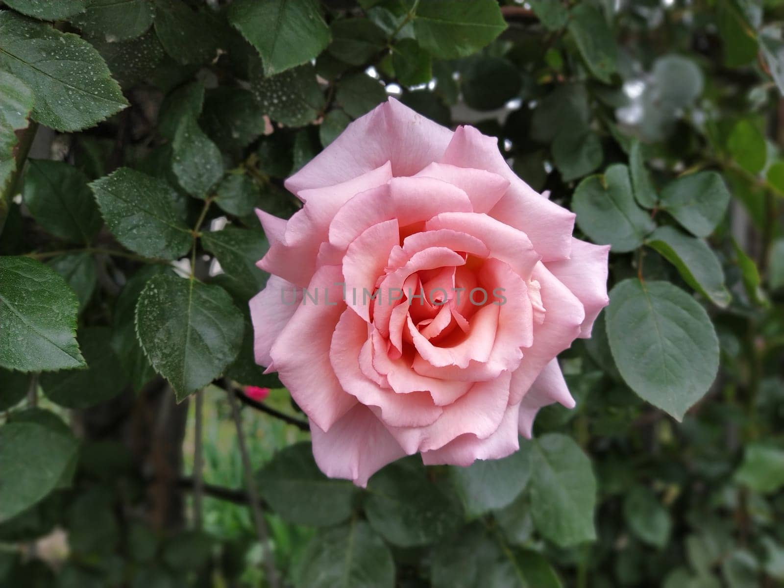 A soft pink rose showcases its beautiful petals, gently unfurling in a vibrant garden filled with lush foliage under bright sunlight
