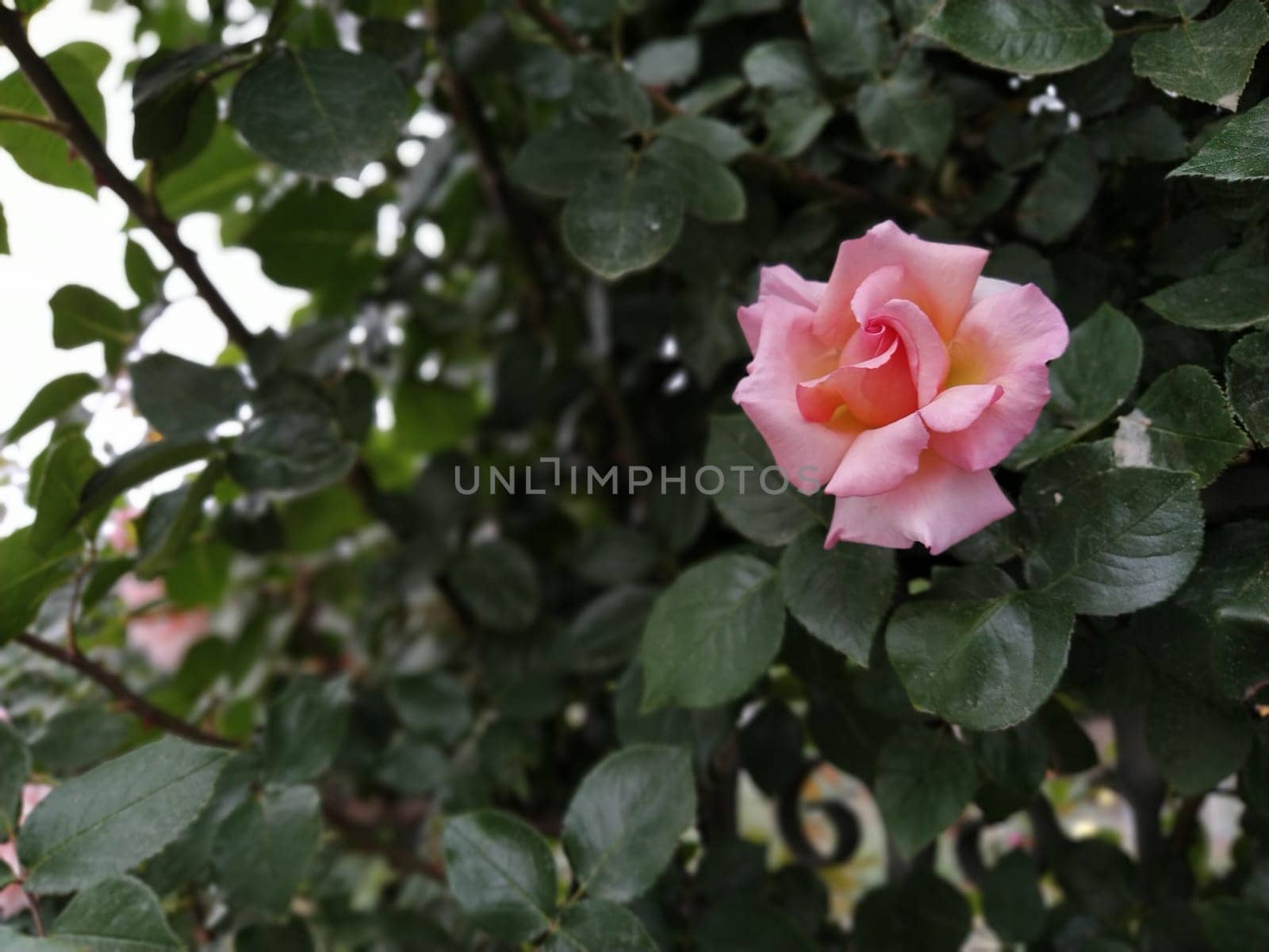 A soft pink rose showcases its beautiful petals, gently unfurling in a vibrant garden filled with lush foliage under bright sunlight