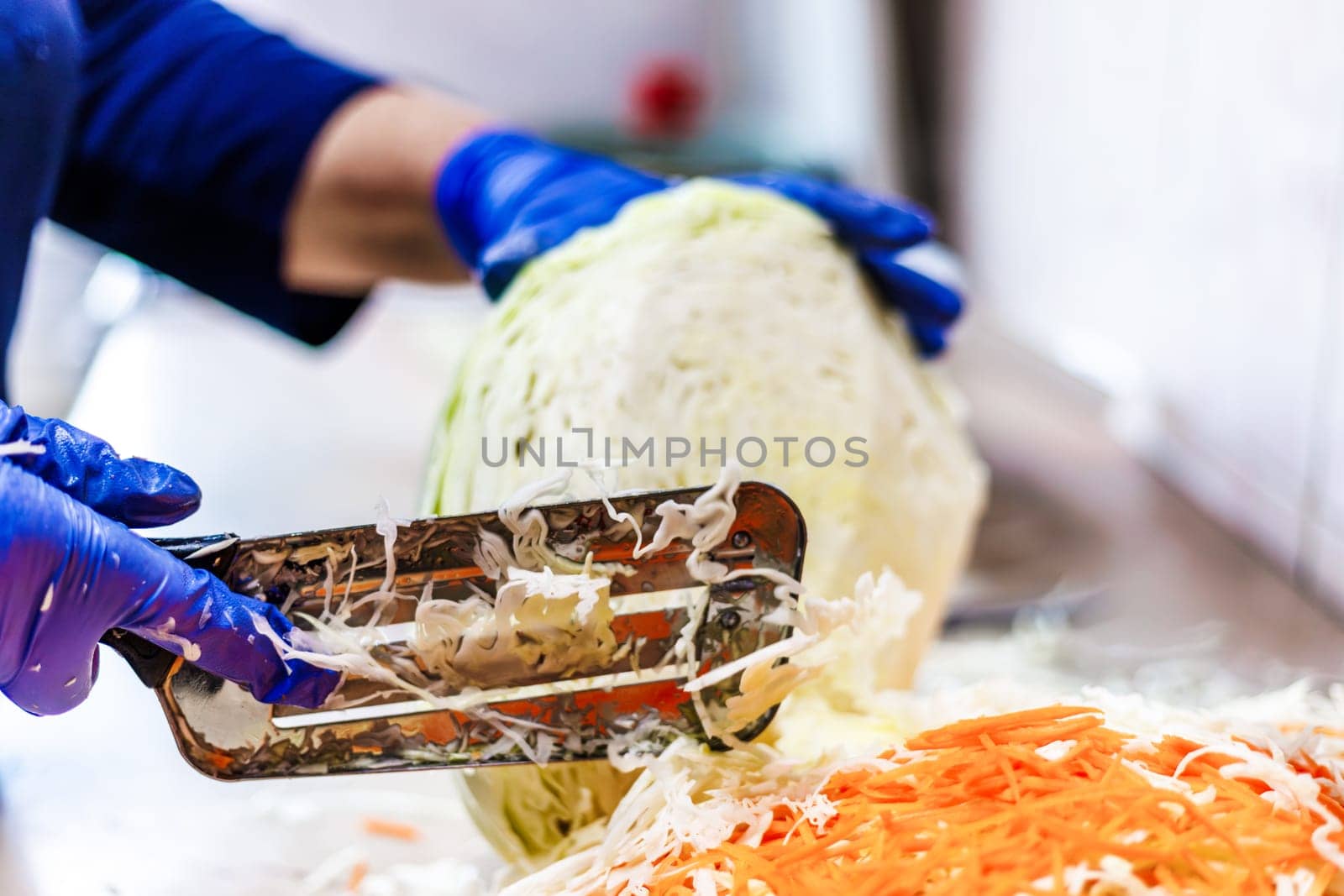 hands in blue gloves cutting cabbage with special double blade slit cabbage shredder knife during sauerkraut preparation