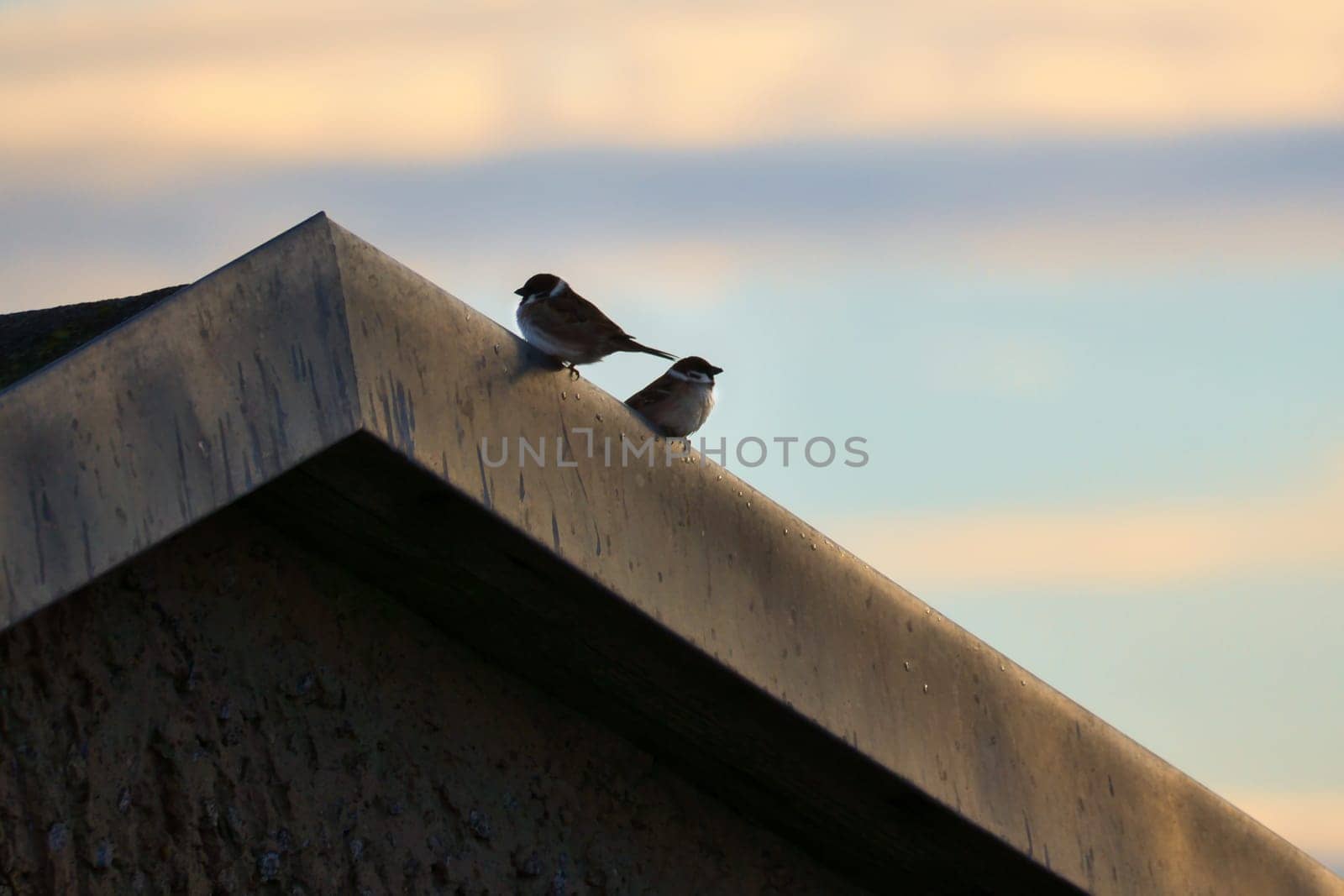 Two sparrows sitting on an eaves. Animal photo of birds from nature. Cloudy sky