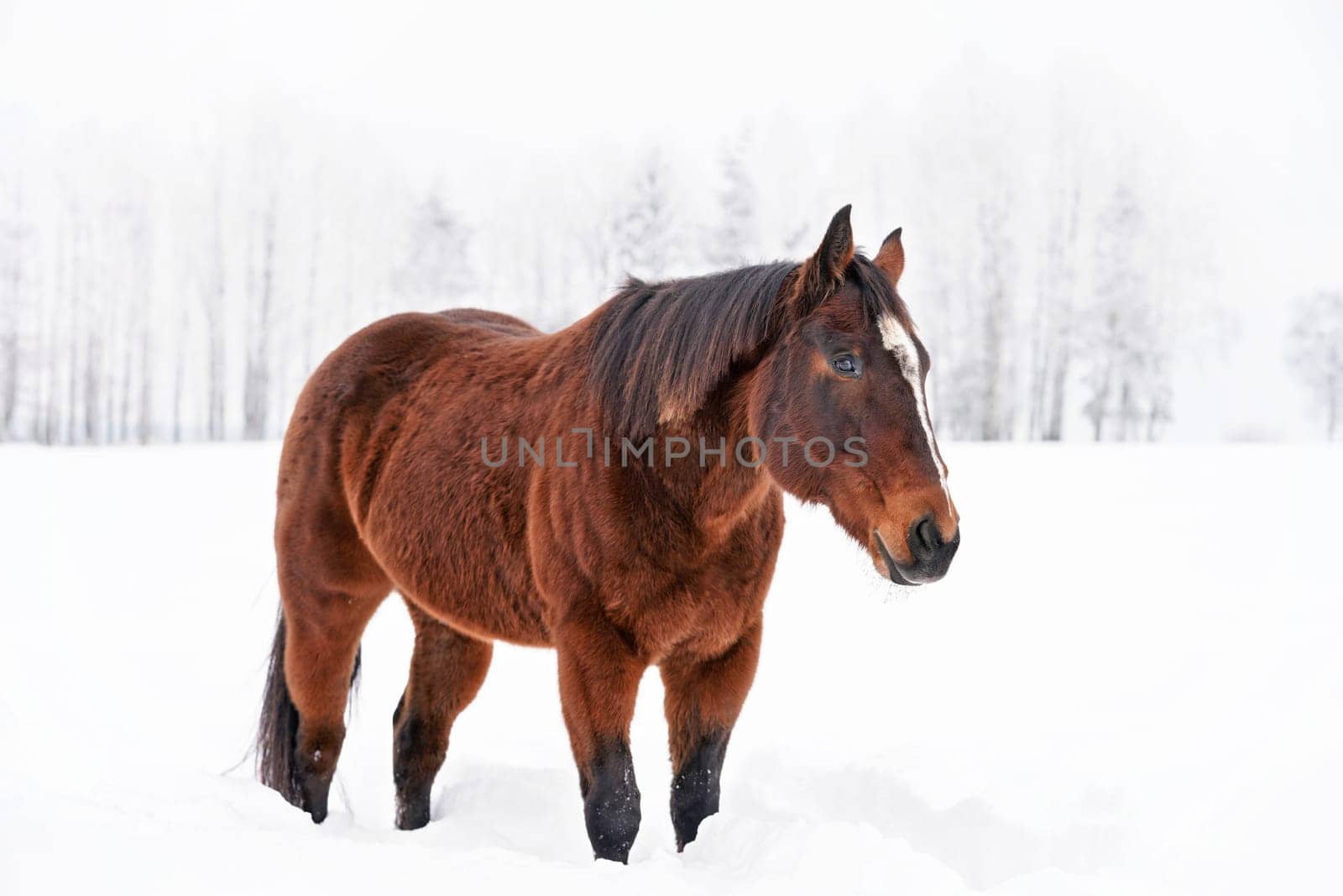 Dark brown horse walks on snow covered meadow, blurred trees in background