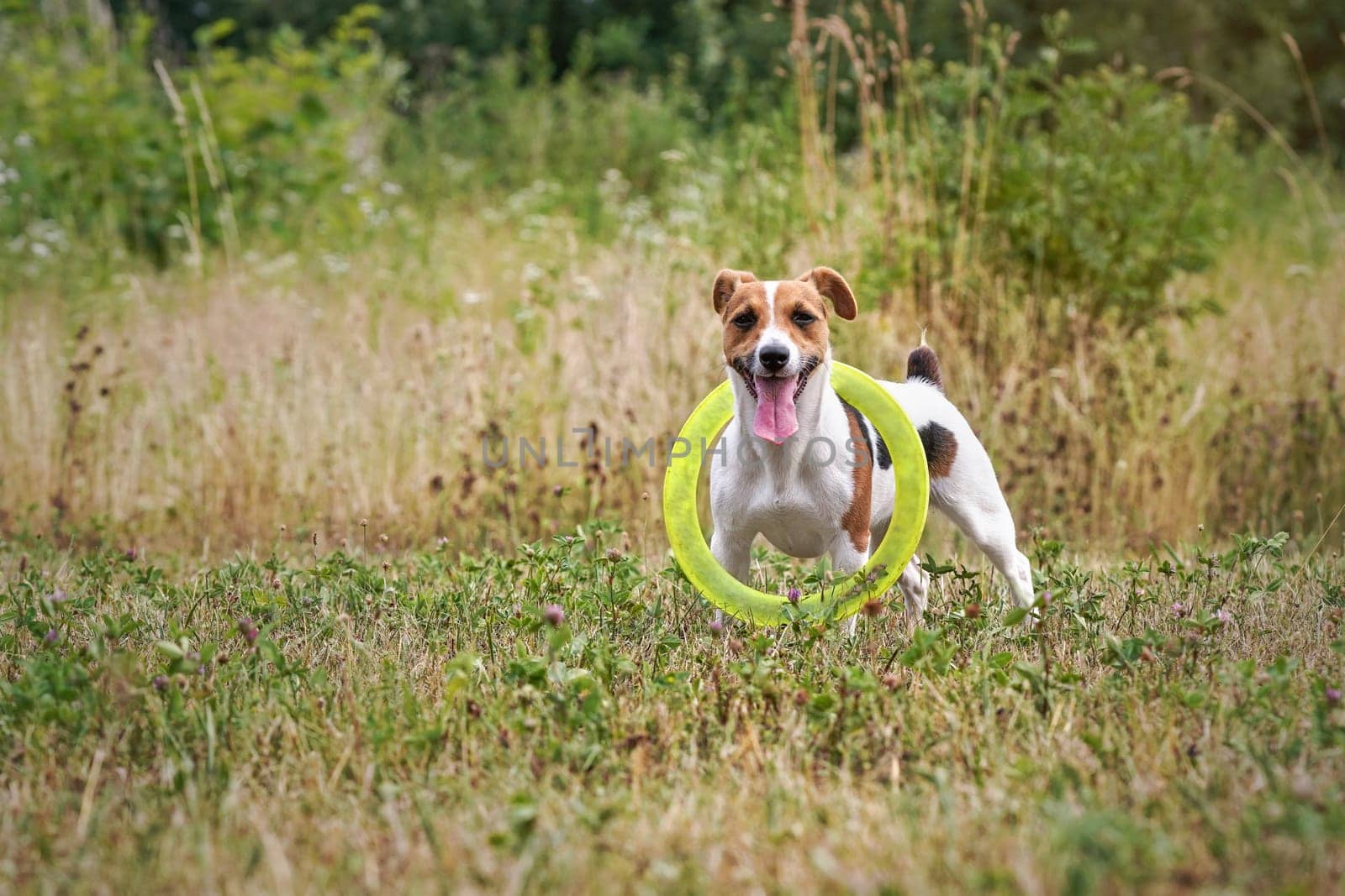 Small Jack Russell terrier, her tongue out, looking attentively, playing with yellow throwing disc carrying it on neck