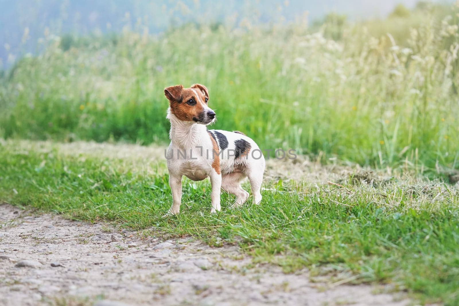 Small Jack Russell terrier dog, wet fur from swimming in river, standing on footpath, looking to side, blurred grass background