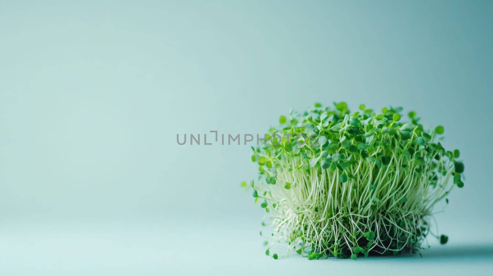 Green microgreens sprouts background, concept of healthy eating, copy space, AI Generated
