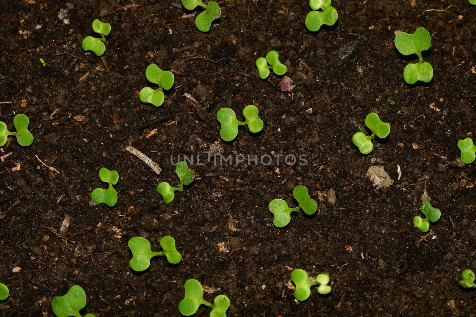 seedlings of Chinese Bok choy